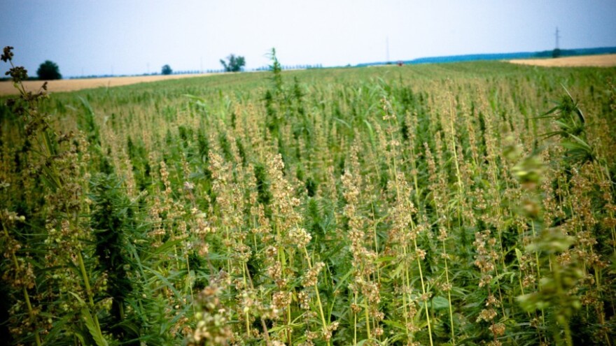Pripravci medicinske konoplje mnogima preskupi