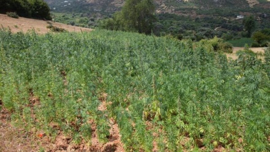 Konoplja kao temelj ekonomije