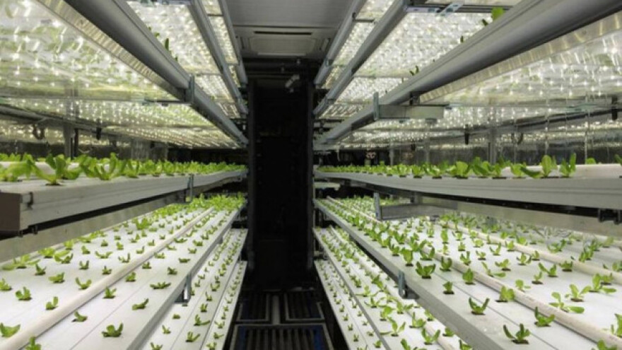 Sadnja voća i povrća u kontejnerima