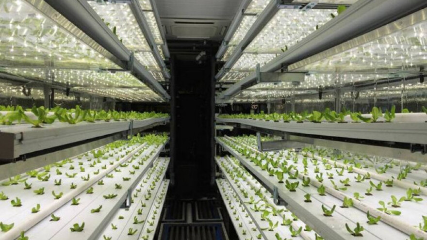 Sade voće i povrće u kontejnerima