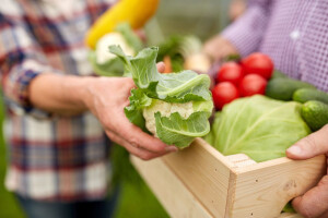 Pooštrene kontrole na GMO u hrani