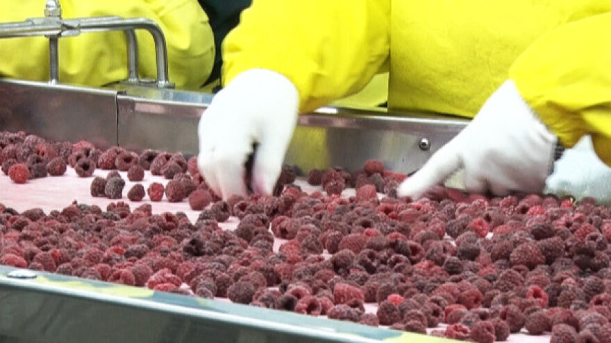 EU kontroliše maline iz Srbije na norovirus