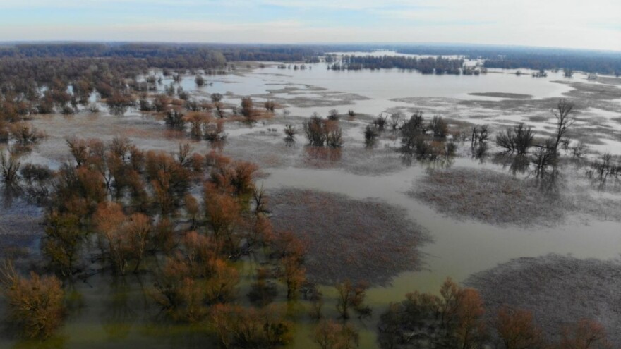 Što se dogodi kad se Dunav izlije - Kopački rit pod vodom
