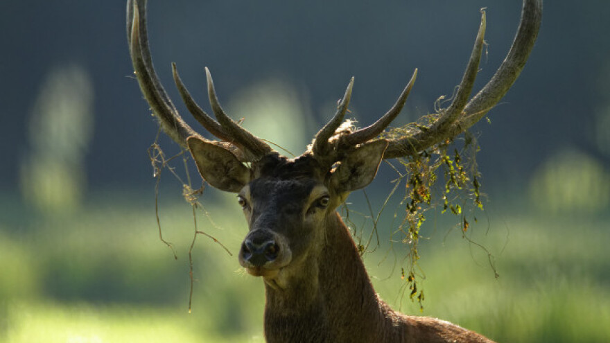 Kongres nudi strategije za razvoj eko turizma