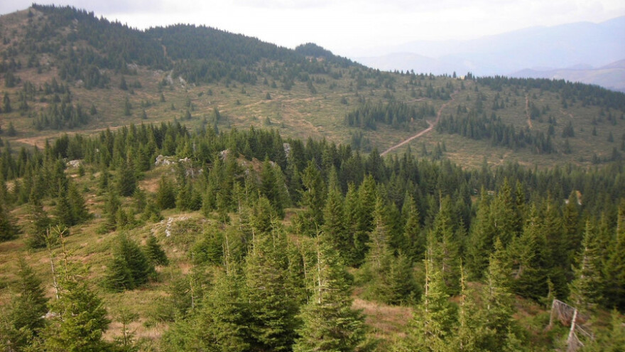 I vojska brine o šumama