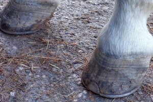 Briga i njega o kopitima konja - da li je potkivanje neophodno?