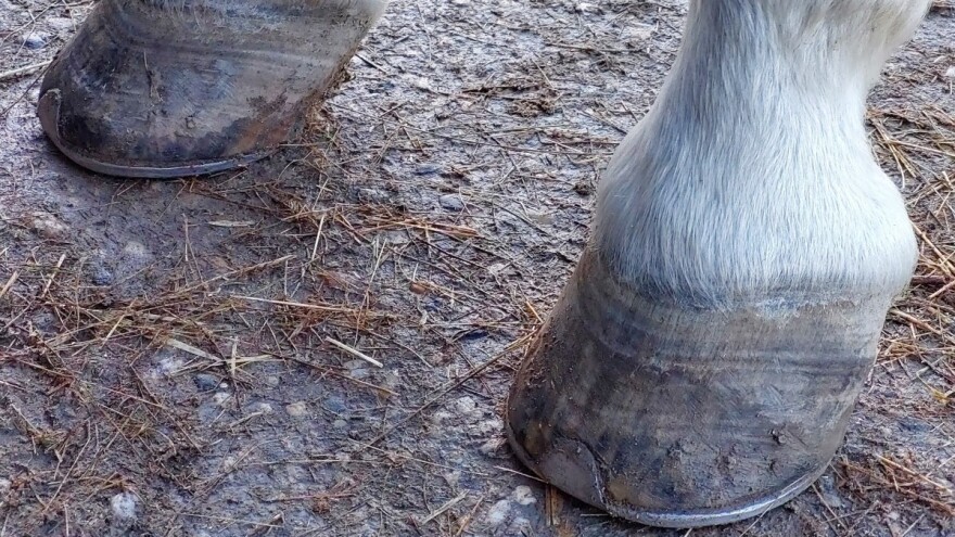 Briga i njega o kopitima konja - da li je potkivanje neophodno?