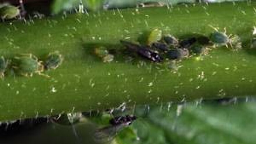 Prirodu je teško imitirati, a još teže korigirati