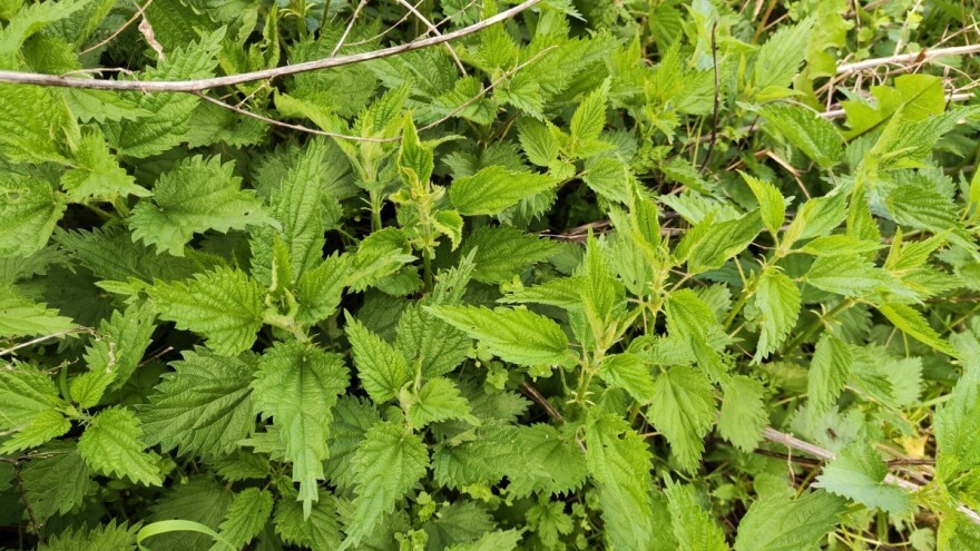 Šta uraditi kada preteramo sa đubrivom od koprive?