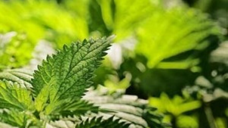 Koprivina juha višestruko korisna