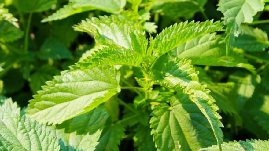 Ojačajte imunitet na potpuno zdrav način - pomoću koprive