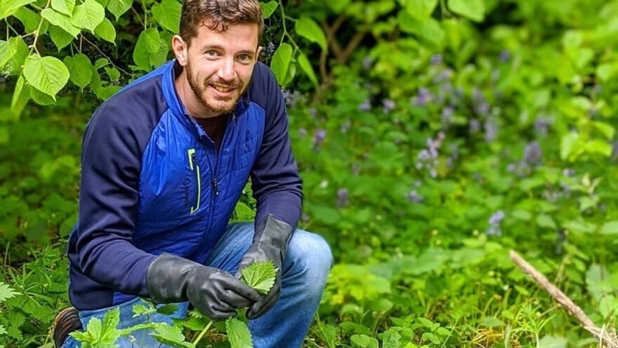 Traže poljoprivrednike koji će za njih uzgajati koprivu