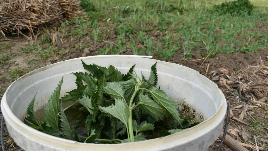Ne, kopriva nije zabranjena u Evropskoj uniji. Evo šta je istina o njoj