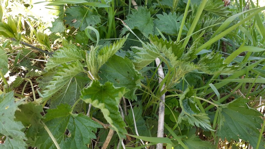 Nezamjenjiva u jačanju imuniteta, ali i protiv biljnih štetočina