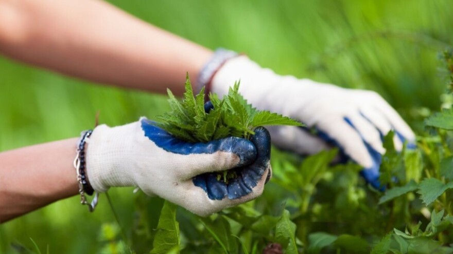 Lijek i hrana koja pecka - koje su sve blagodati koprive?