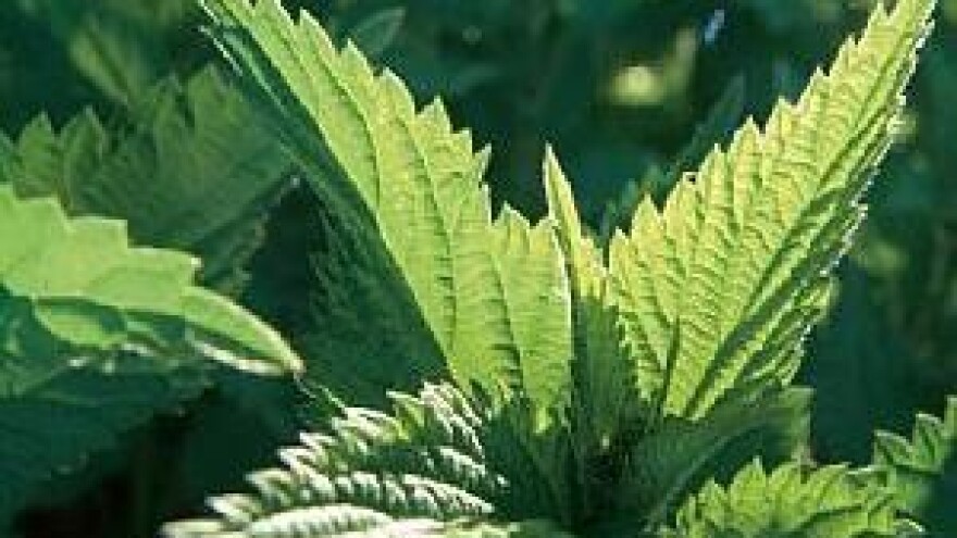 Kopriva najkorisniji korov