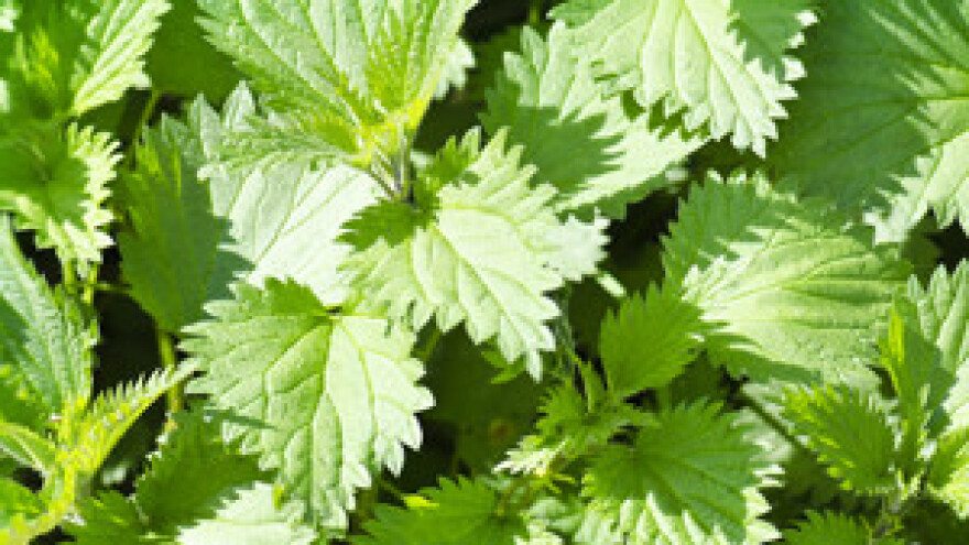 "Čudotvorne biljke" idu u Rio de Janeiro