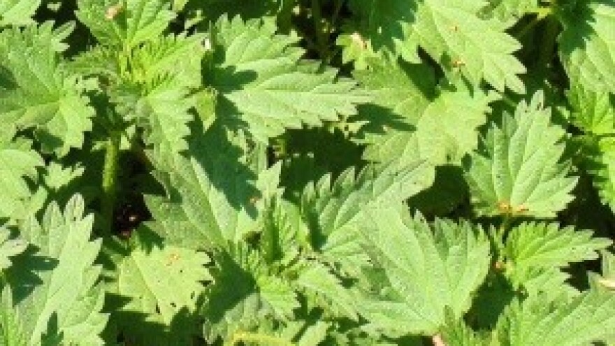 Kopriva - na tanjuru ili u vrtu?