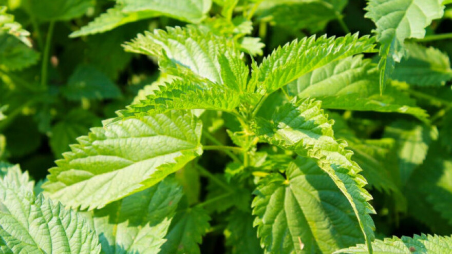 Kopriva - kraljica eko proizvodnje