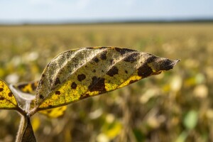 Koprivina grinja napala podravsku soju