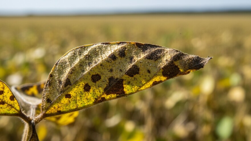 Koprivina grinja napala podravsku soju