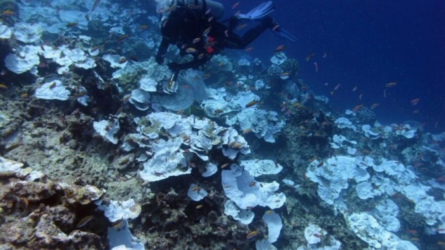 Počinje naučni skup o očuvanju koralnih grebena