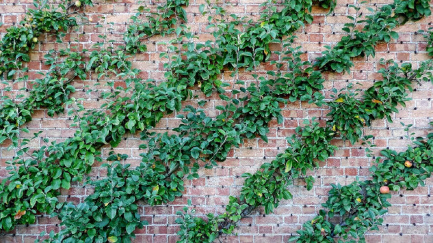 Kordunice - voćna stabla za male prostore