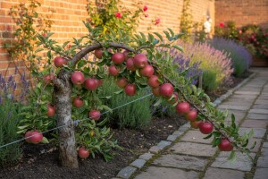 Kordunice - voćna stabla za male prostore