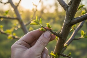 Korekcija rezidbe i formiranje uzgojnog oblika mladih voćaka (I dio)