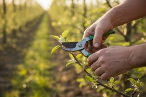 Korekcija rezidbe i formiranje uzgojnog oblika mladih voćaka (II dio)