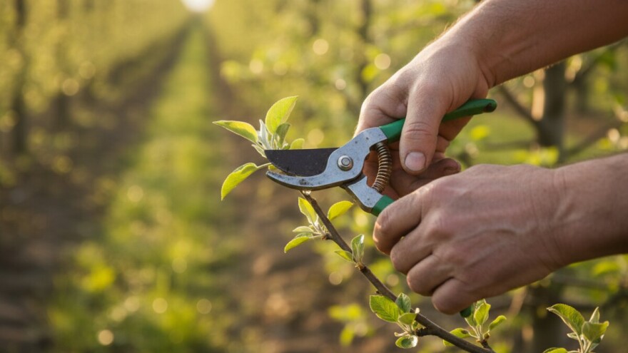 Korekcija rezidbe i formiranje uzgojnog oblika mladih voćaka (II dio)