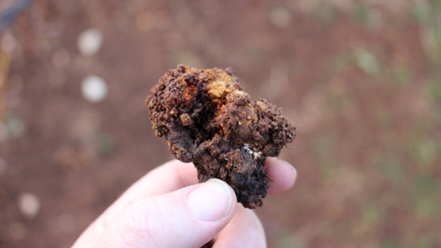 Rak korijena može da smanji prinos, ali i potpuno uništi malinjak