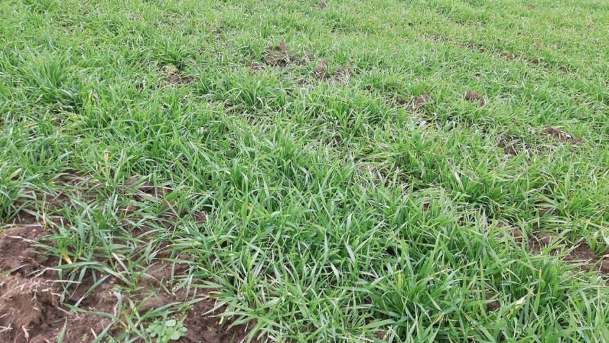 Prihrana ozime pšenice - za veće prinose izbalansirajte hranjiva