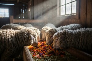 Korenasto-krtolasta hraniva odlična za ovce i koze