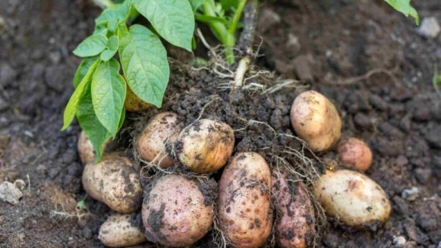 Najveće pretnje korenastom povrću