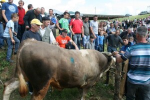 Druga Cazinska korida okupit će 30 bikova