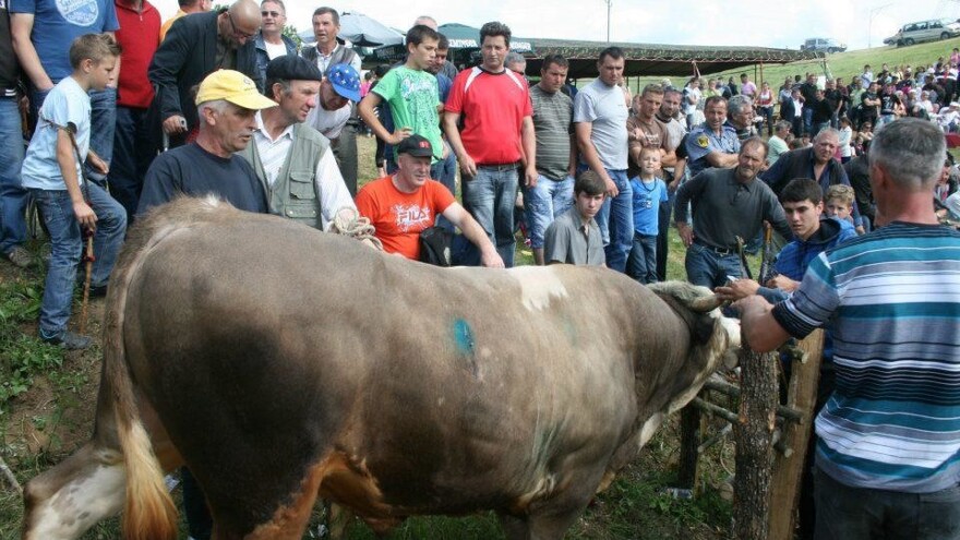 Druga Cazinska korida okupit će 30 bikova