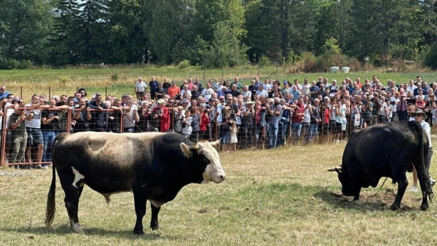 Stočari iz celog regiona u Gacku: Zoran iz Trstenika došao po tele
