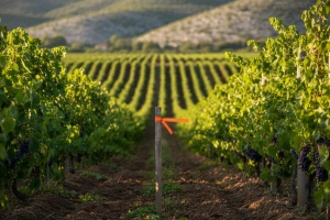 Koridor Vc ide preko oranica i vinograda?