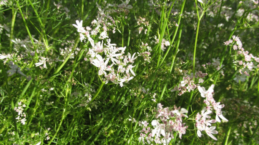 Korijander kao predusev ozimim žitima