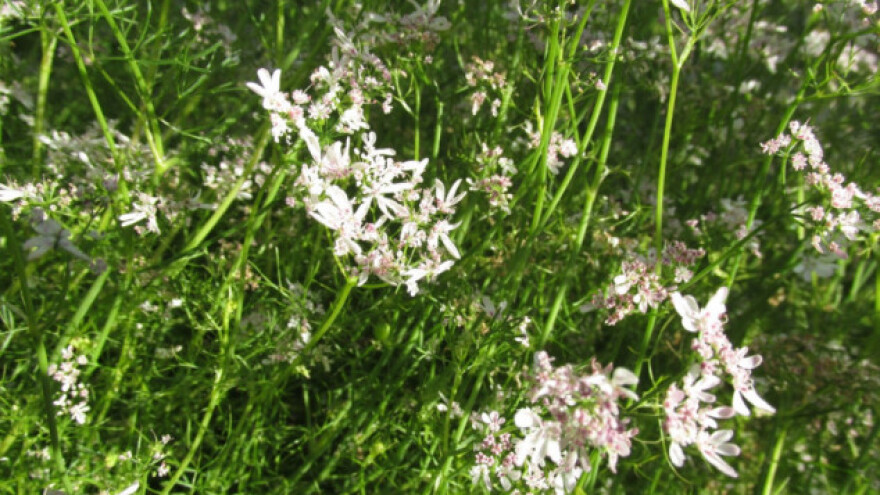 Korijander kao predusjev ozimim žitima