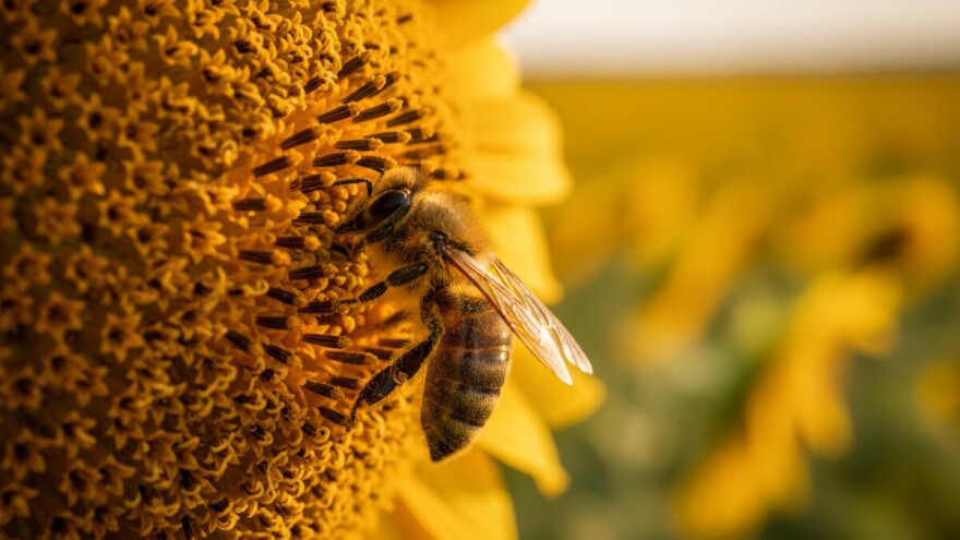 Koristi od oprašivanja pomoću insekata?
