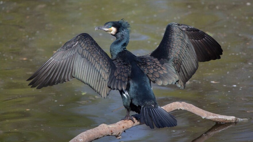 Zakon o lovstvu upućen u Sabor, na popis divljači dodan i veliki vranac