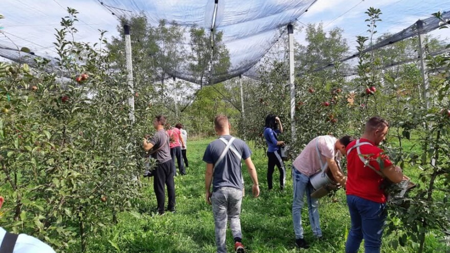Osposobljavanje mladih u voćarskoj proizvodnji