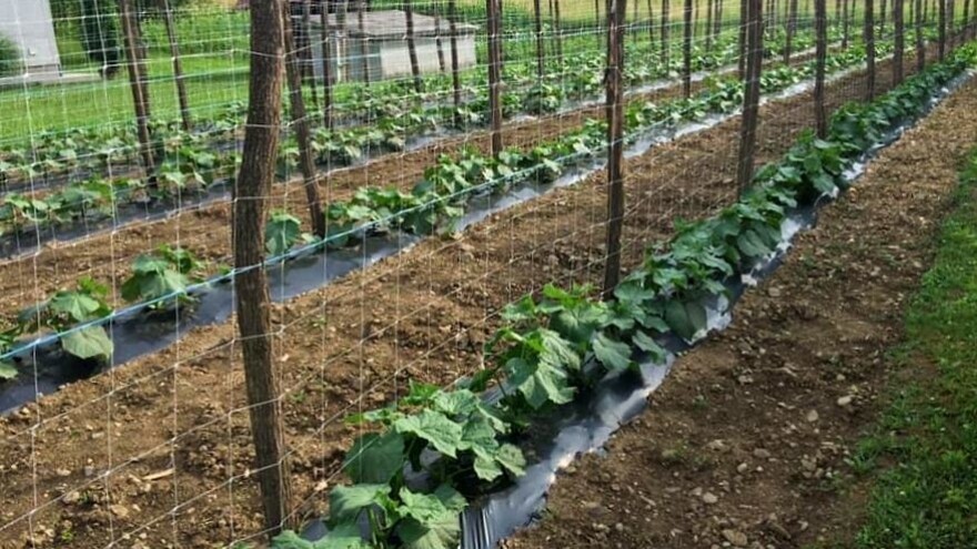 Već 0,1 ha kornišona osigurava egzistenciju četveročlanoj porodici na godišnjem nivou