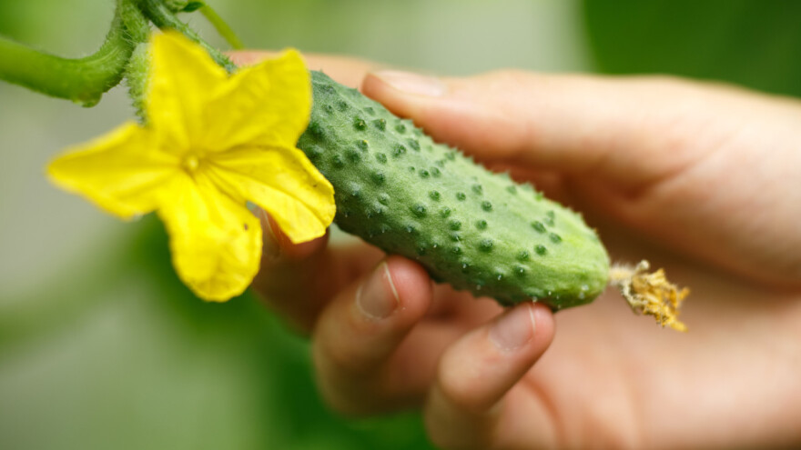 Mirsad Huseinović tri godine u kornišonima - lani proizveo 7,5 tona