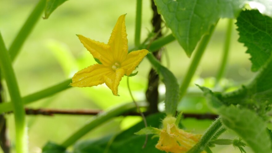 Kornišoni: Besplatna radionica o uzgoju u BiH