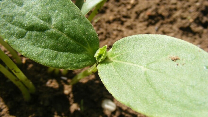 Dobri su uslovi za setvu kornišona