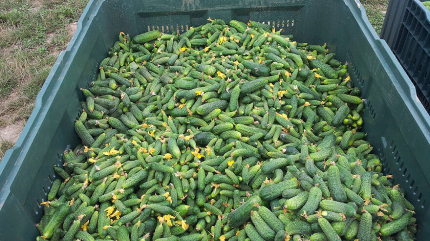 Moguć i prestanak otkupa kornišona?