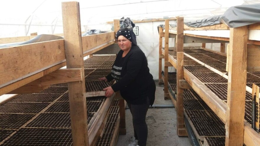 Kornišoni su čista zarada: Ujutro osvaneš, navečer omrkneš u plasteniku, ali se isplati